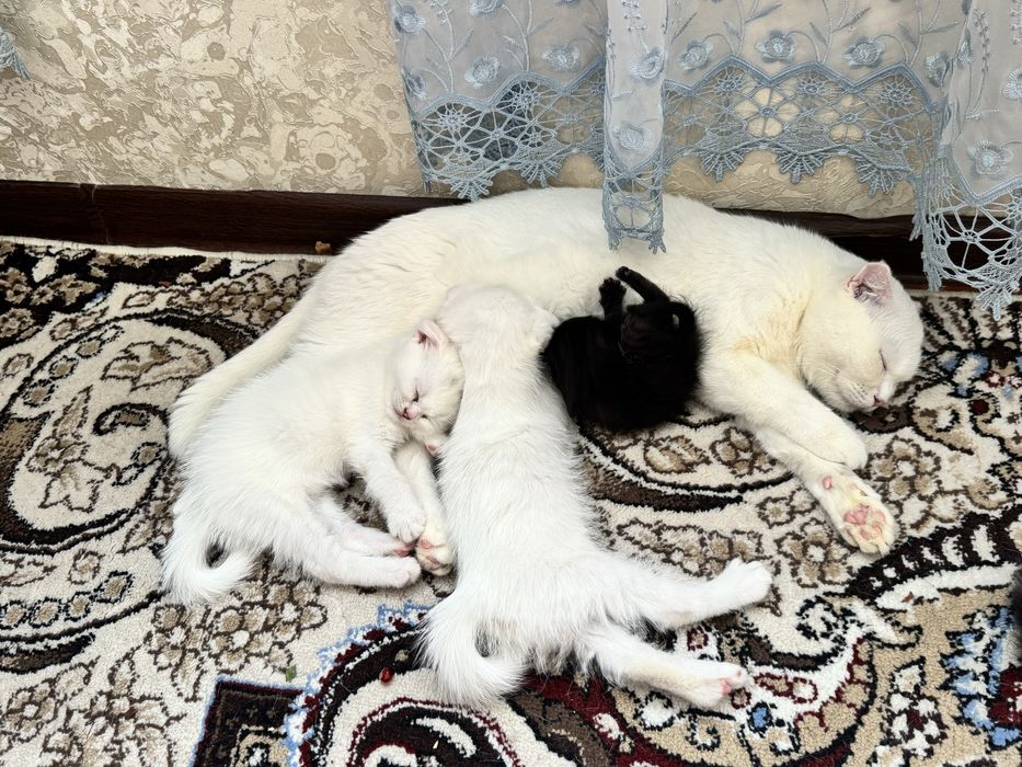 Продается кошка скочи фолд