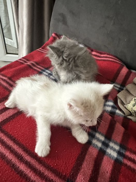 отдам котят в хорошие руки