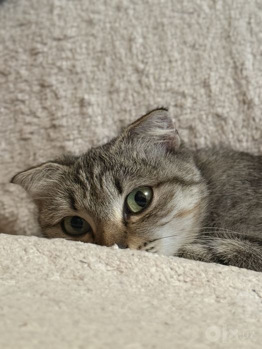 Котик в добрые ручки