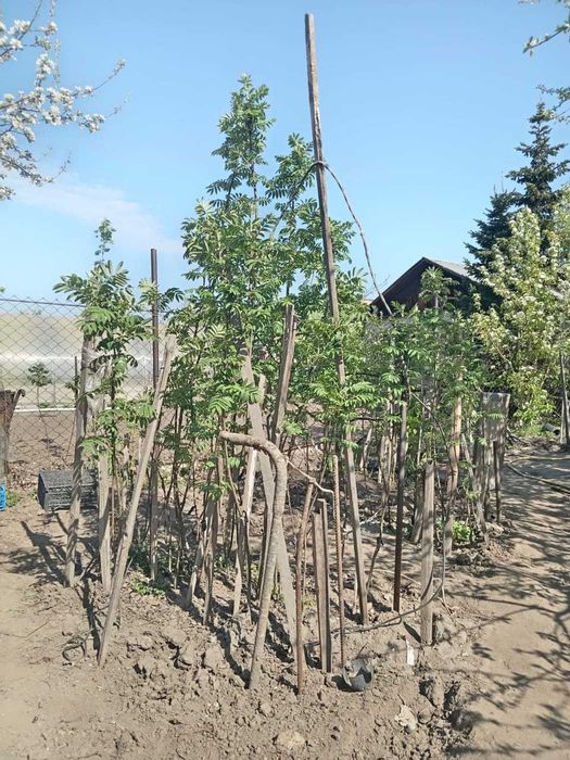 продам саженцы сумаха и катальпы