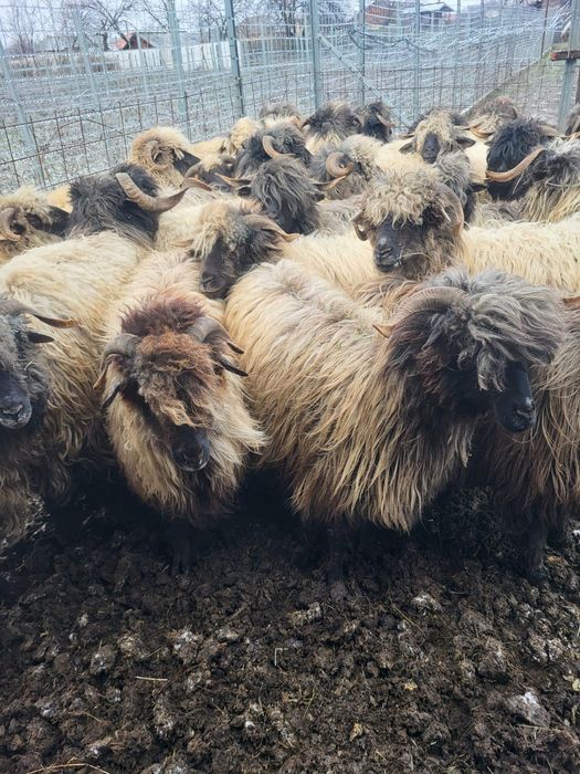 Oi bucalăi de vânzare