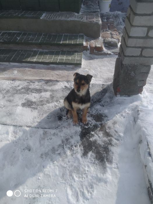 Собачка для охраны