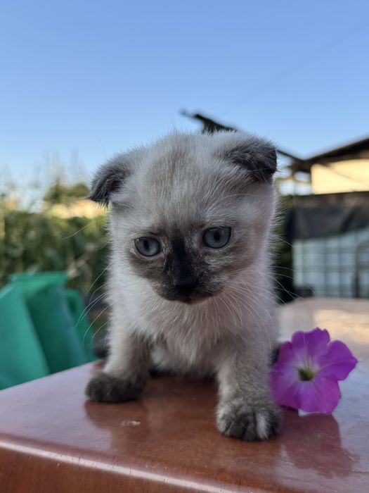 Кошечка скоттиш фолд