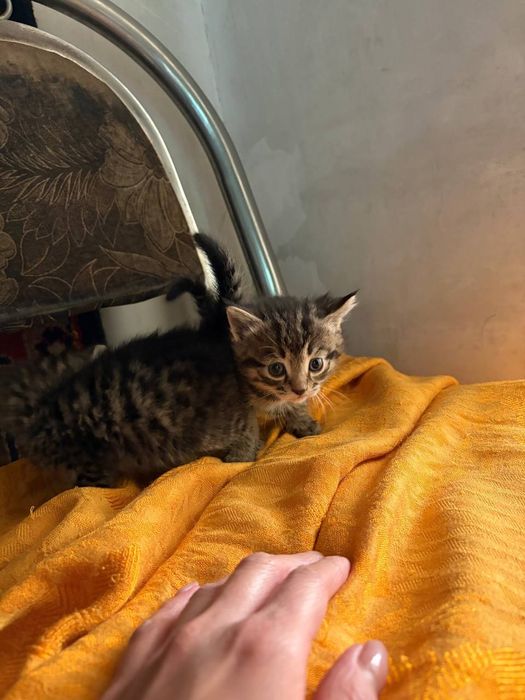 Отдам котят в добрые руки.