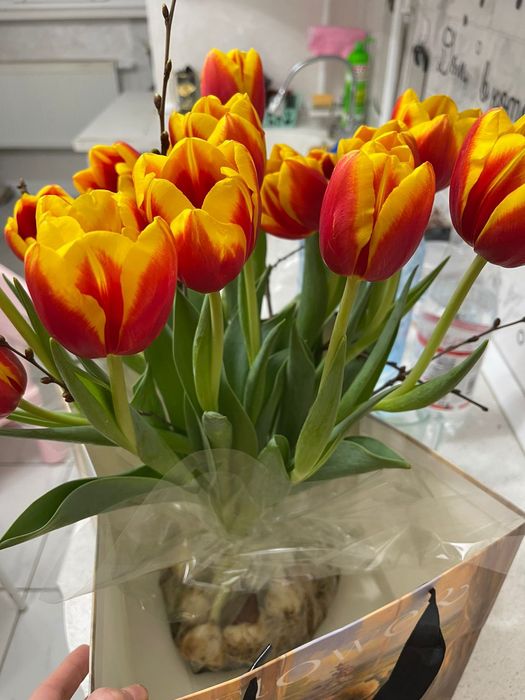 Цветы тюльпаны .