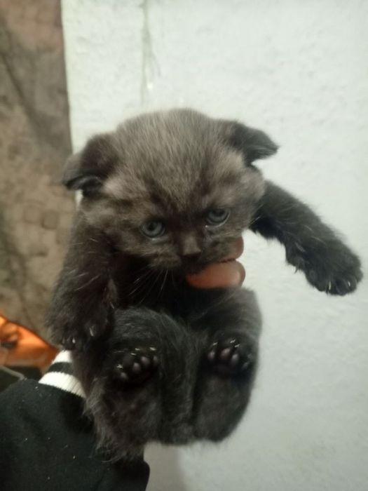 Продаются котята