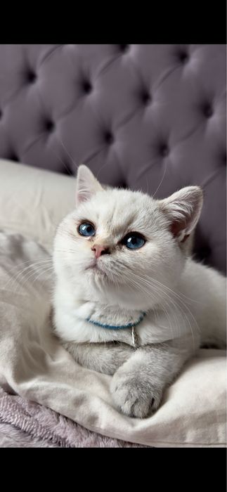 Кот Лаки , мальчик , отдадим в добрые руки