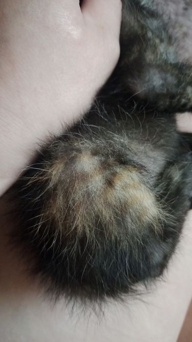 Кошечка ищет дом!