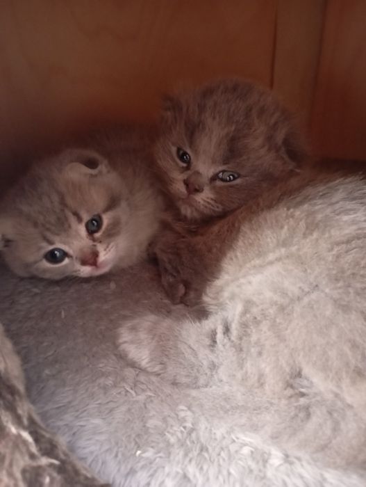 Продаются котята