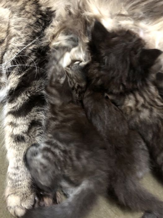 Продам котят майкуна(смесь сеамец)