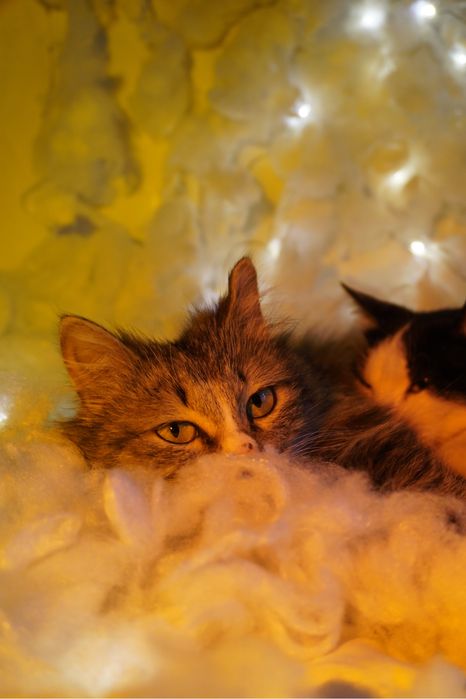 Кошка в добрые руки