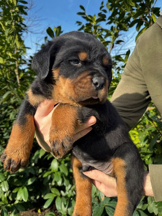 Pui rottweiler talie mare