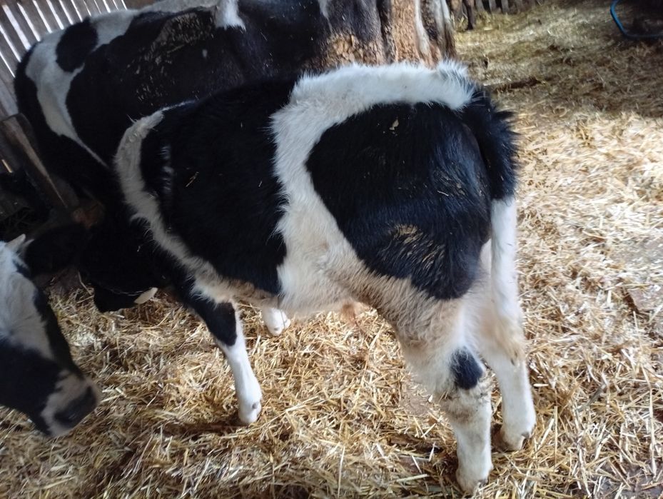 De vânzare 5 tăurași