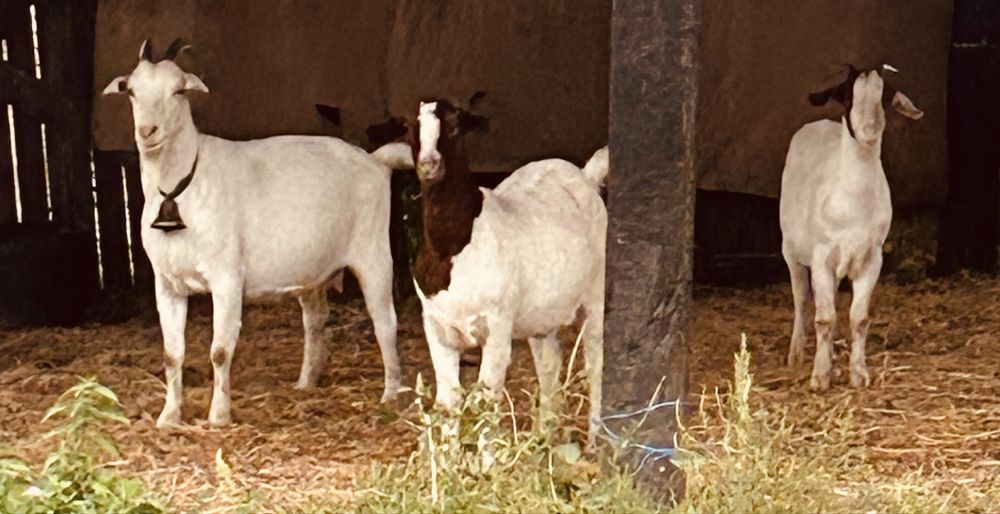 Vand capre rasa boer