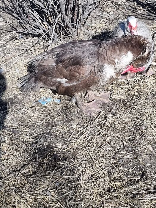 Индоутки ( селезень+2 самочки)