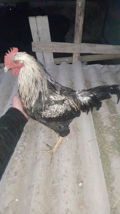 Xonaki xoroz sotuvda