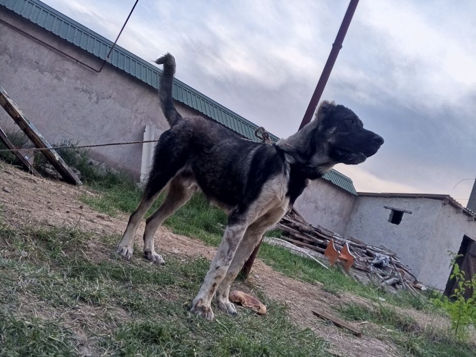 Алабай күшігі сатылады.