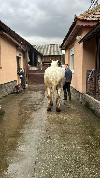 Vând iapa de 9/10 ani