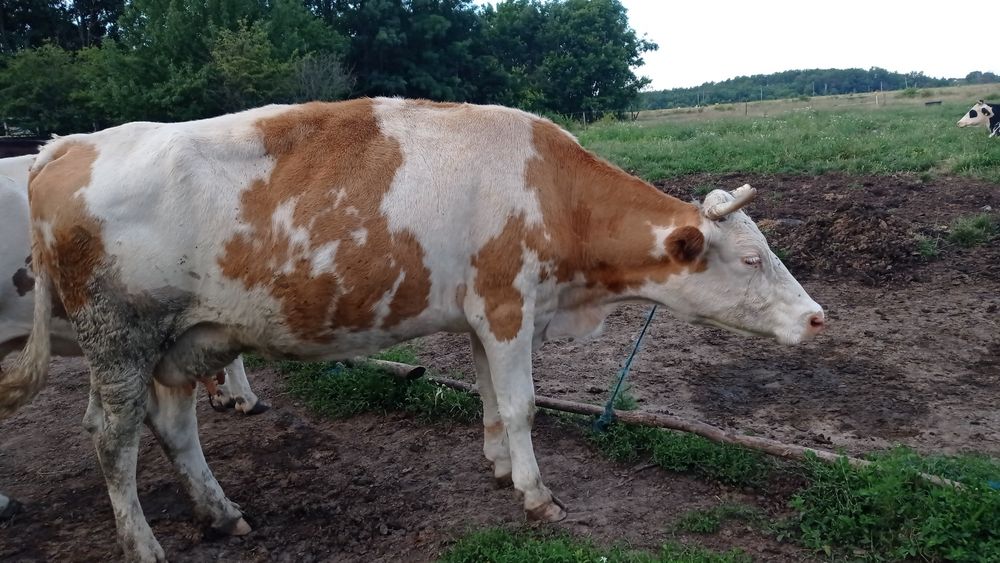 Vând vaci bălțată românească