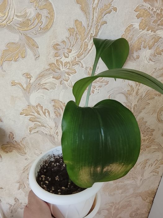 Продам цветы комнатные