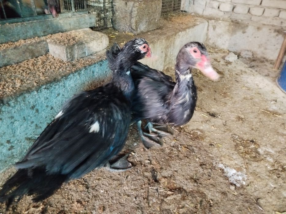 Урдак утка индийски