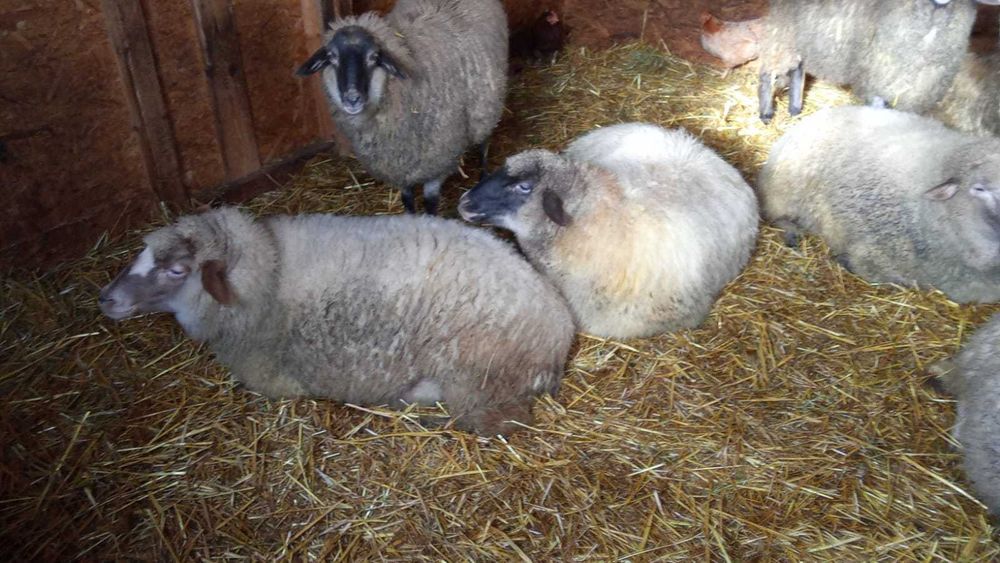 Vand 6 miei 25lei kg 3 oi si 2 berbeci