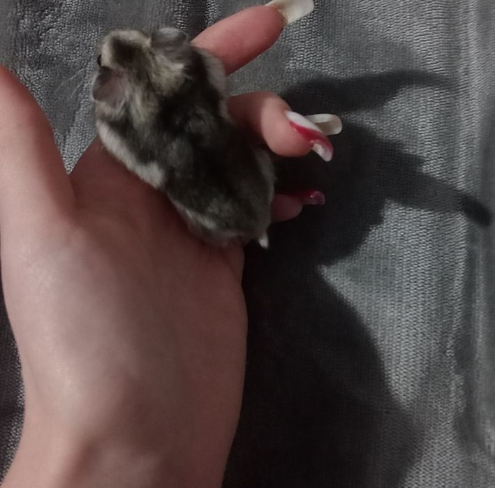 Продам джунгарских хомяков