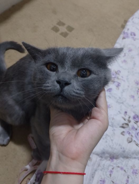 Sotiladi Termiz shaxar