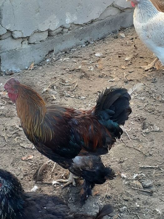 Продам срочно петуха