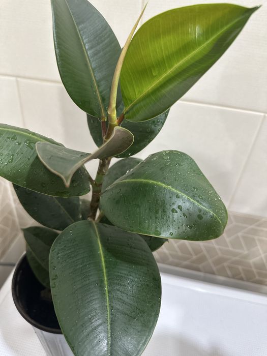 Продам фикус широколистный