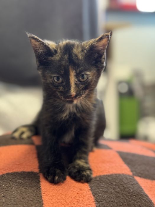 Котенок девочка 2 месяца