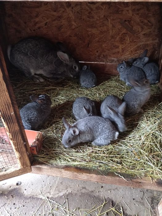 Iepuri chinchilla mare