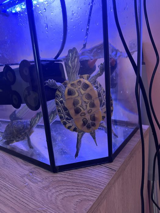 Аквариум с черепахами