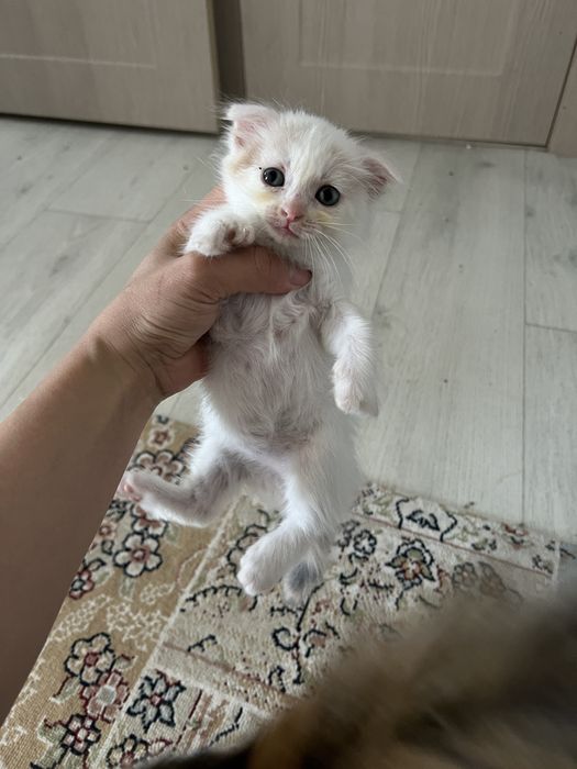 Котенки есть 1,5 месяцов девочка и мальчик