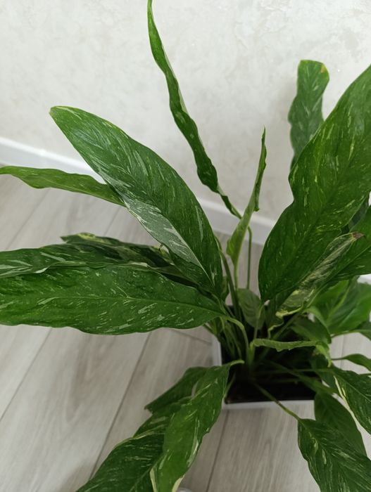 Продаётся спатифилум