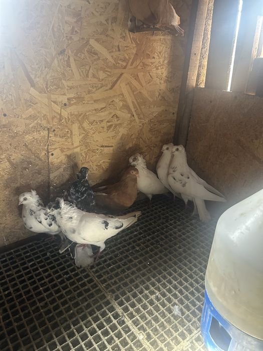 Jucatori de amara si pana simpla