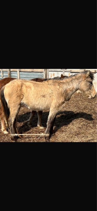 Тай байталдар сатылады.