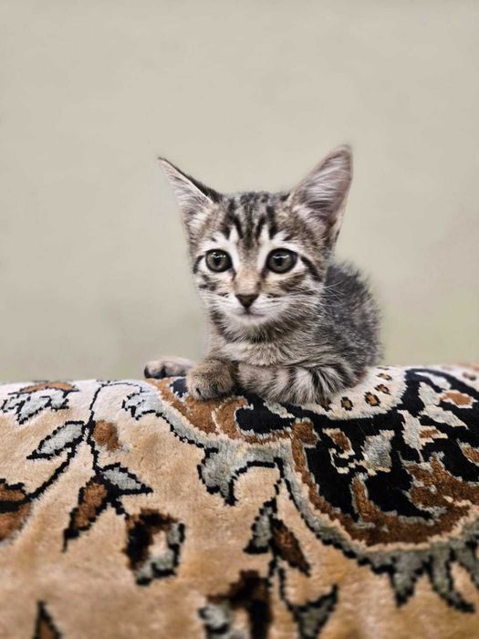 Котята на Стройконторе