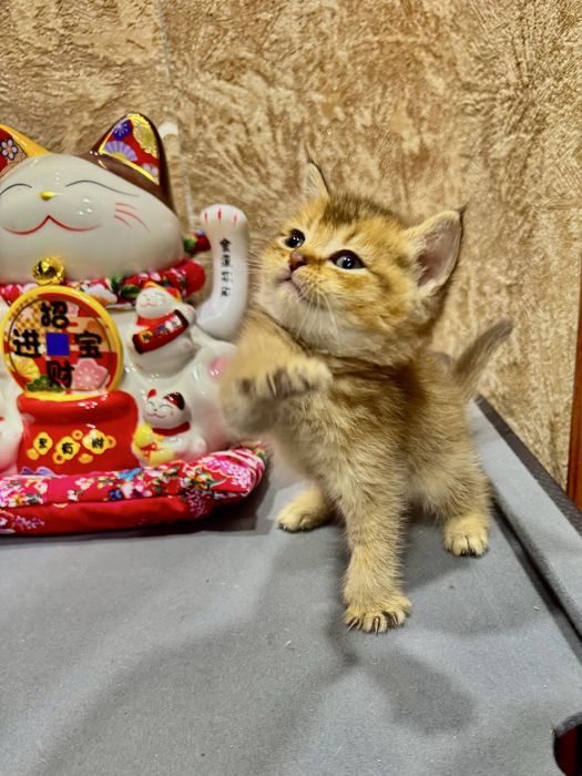 Продается золотая шиншилла