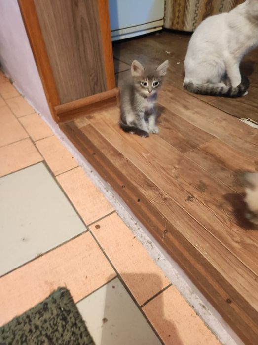 Отдам котят 2,6 месяца