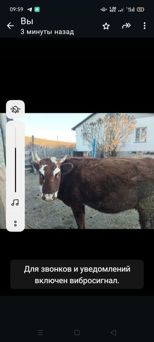 Карову продаю срочно