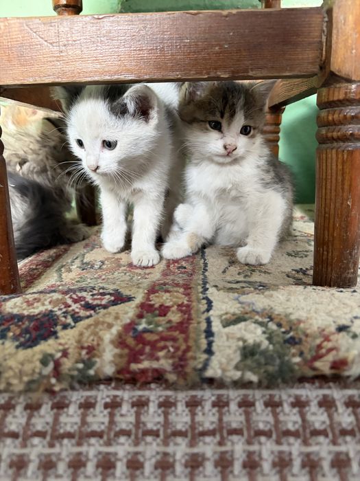 Отдам котят в хоршие руки
