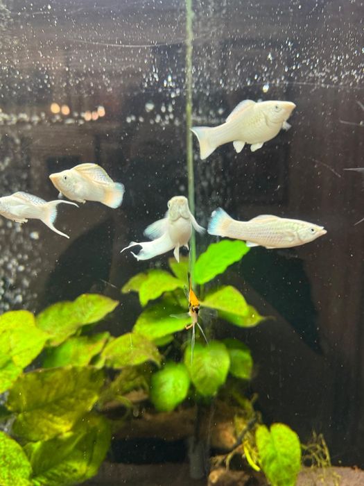 Молинези платина синеглазка