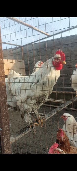 Қораздар салады хокин брама