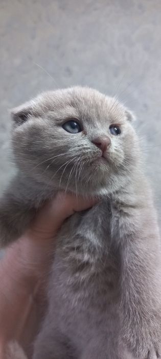 Продаются породистые шотландские котята Скотиш фолд и страйт