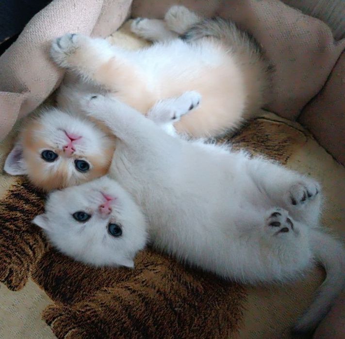 Продаются котята