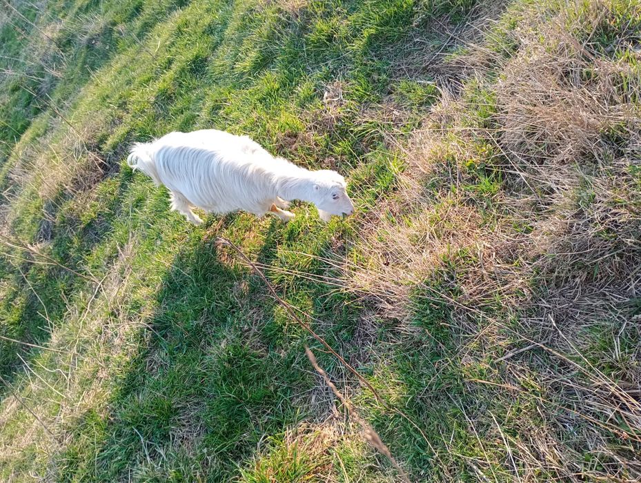 Capre si țap de vanzare