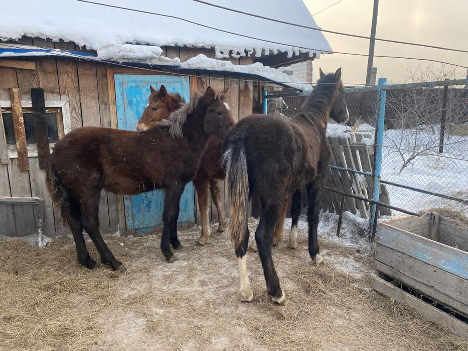 Продам годовалых жеребчиков 3 шт.