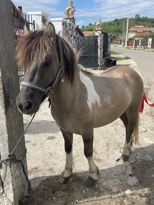 Vand  urgent ponei de 2 ani