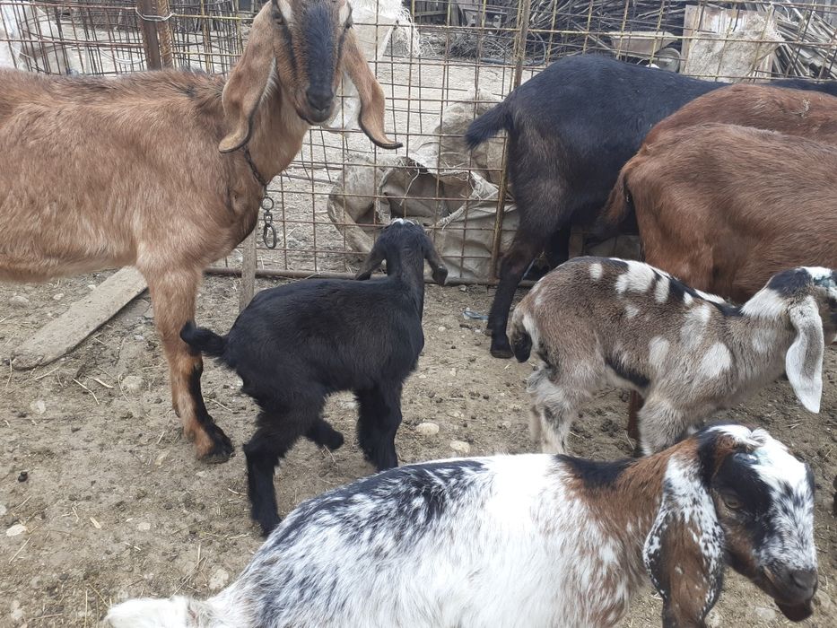 Iezi anglonubian și alpin francez